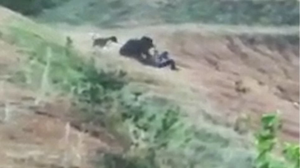 Βίντεο-σοκ: Αρκούδα κατασπαράζει άντρα που προσπάθησε να βγάλει selfie μαζί της!